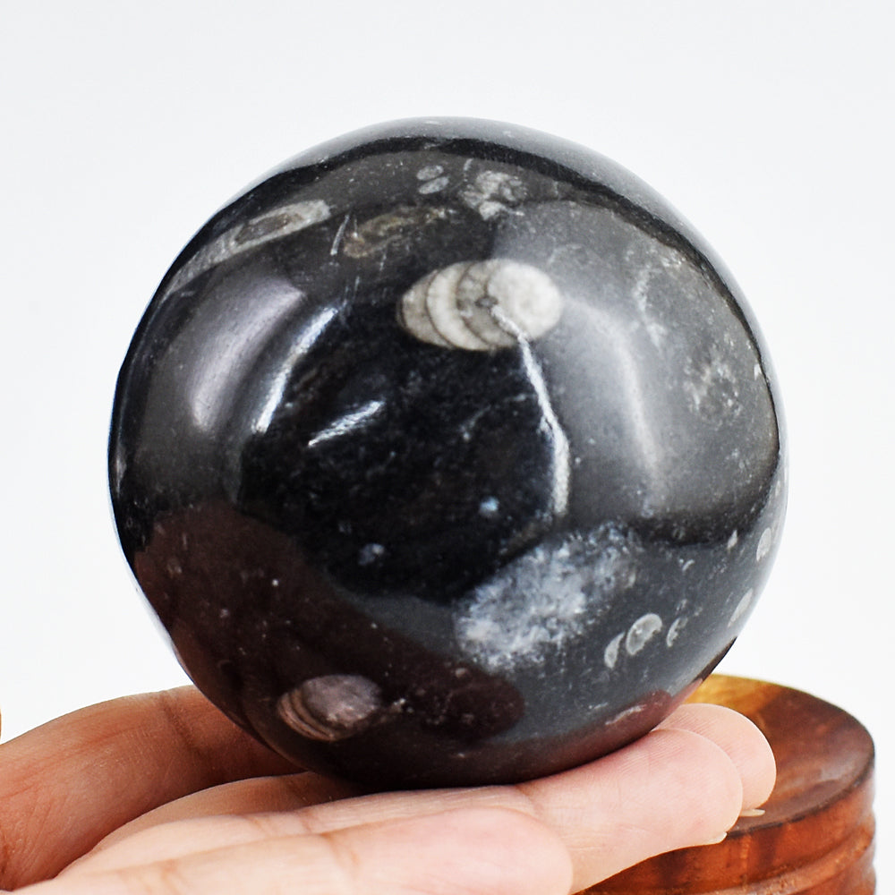 Awesome 1840.00 Cts Genuine Orthoceras Crystal Specimen Healing Gemstone Sphere Awesome 1840.00 Cts Genuine Orthoceras Crystal Specimen Healing Gemstone Sphere