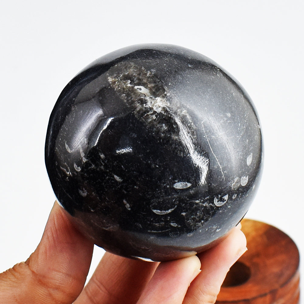 Awesome 1840.00 Cts Genuine Orthoceras Crystal Specimen Healing Gemstone Sphere Awesome 1840.00 Cts Genuine Orthoceras Crystal Specimen Healing Gemstone Sphere