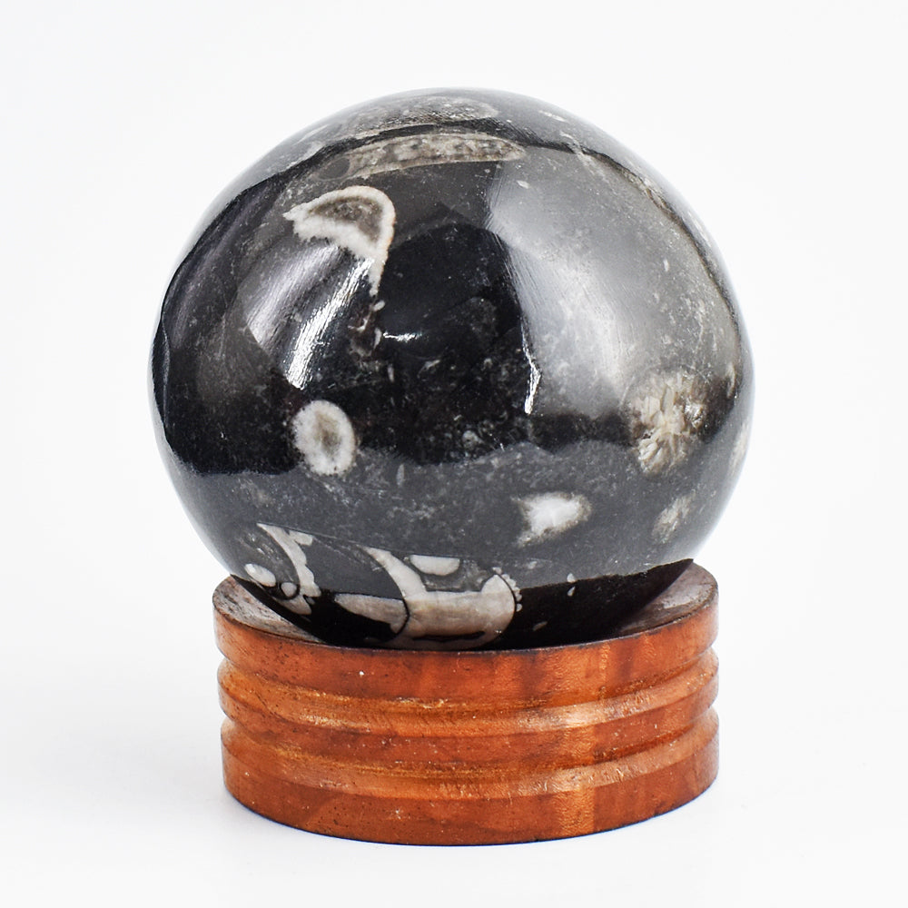 Gorgeous 1778.00 Cts Genuine Orthoceras Crystal Specimen Gemstone Healing Sphere Gorgeous 1778.00 Cts Genuine Orthoceras Crystal Specimen Gemstone Healing Sphere
