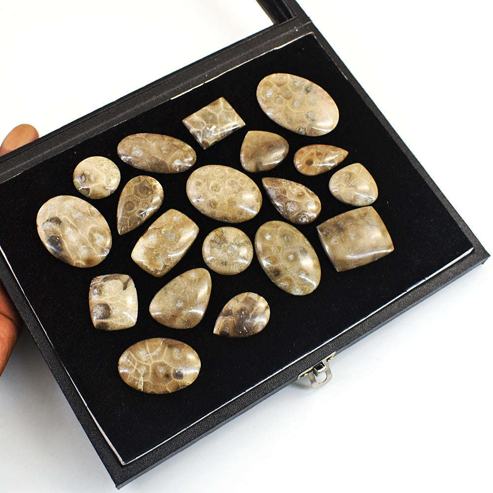 gemsmore:Beautiful Coral Fossil Untreated Gemstone Cabochon Lot gemsmore:Beautiful Coral Fossil Untreated Gemstone Cabochon Lot