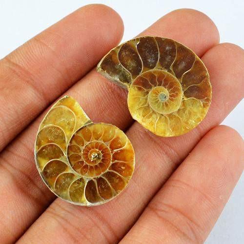 gemsmore:Genuine Ammonite Untreated Gemstone Pair gemsmore:Genuine Ammonite Untreated Gemstone Pair