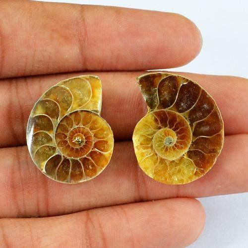 gemsmore:Genuine Ammonite Untreated Gemstone Pair gemsmore:Genuine Ammonite Untreated Gemstone Pair