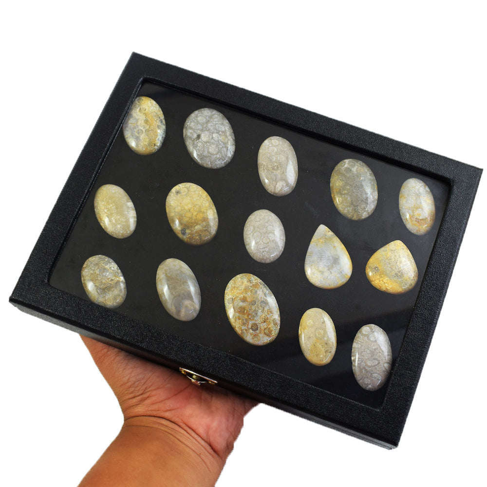 gemsmore:Genuine Coral Fossil Untreated Gemstone Cabochon Lot gemsmore:Genuine Coral Fossil Untreated Gemstone Cabochon Lot