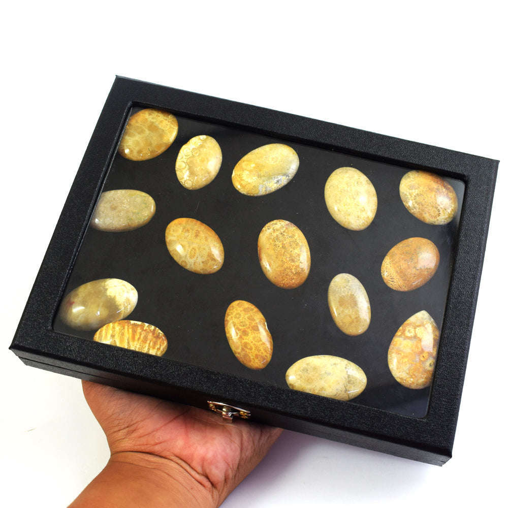 gemsmore:Genuine Coral Fossil Untreated Gemstone Cabochon Lot gemsmore:Genuine Coral Fossil Untreated Gemstone Cabochon Lot