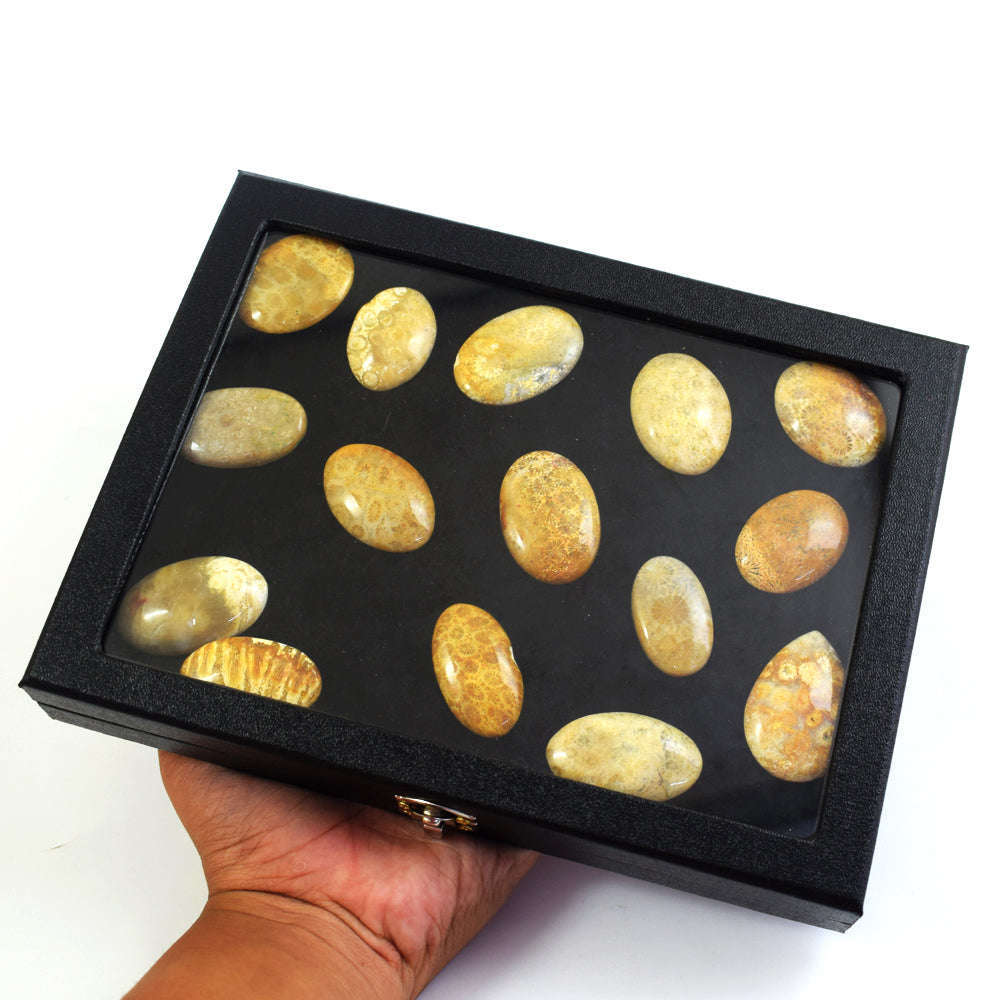 gemsmore:Genuine Coral Fossil Untreated Gemstone Cabochon Lot gemsmore:Genuine Coral Fossil Untreated Gemstone Cabochon Lot