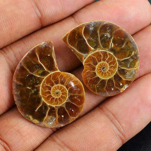 gemsmore:Genuine Untreated Ammonite Gemstone Pair gemsmore:Genuine Untreated Ammonite Gemstone Pair