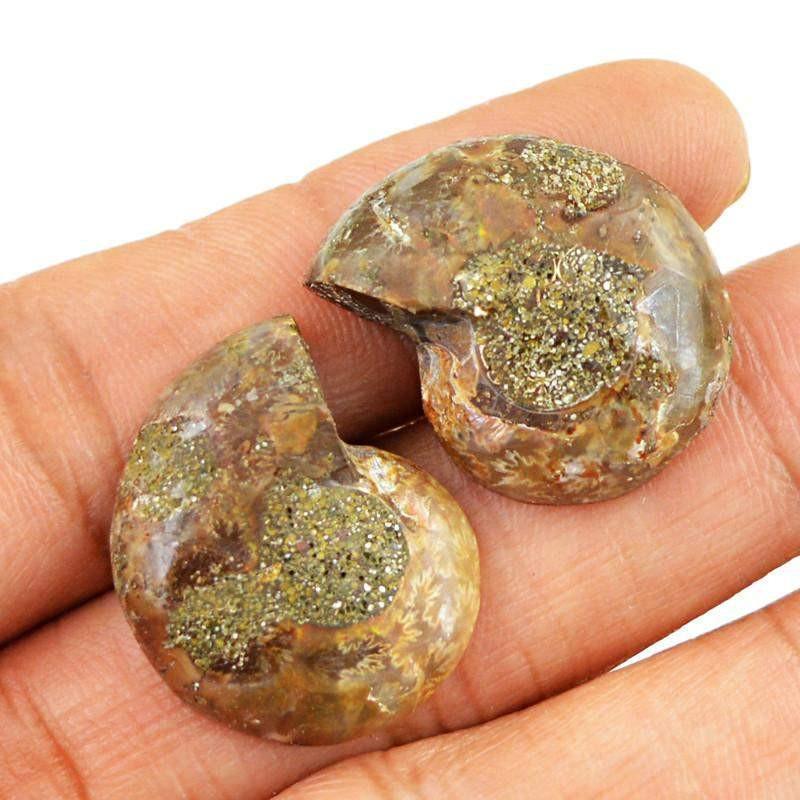 gemsmore:Natural Ammonite Untreated Loose Gemstone Pair gemsmore:Natural Ammonite Untreated Loose Gemstone Pair