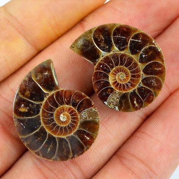 gemsmore:Natural Untreated Ammonite Gems Pair gemsmore:Natural Untreated Ammonite Gems Pair