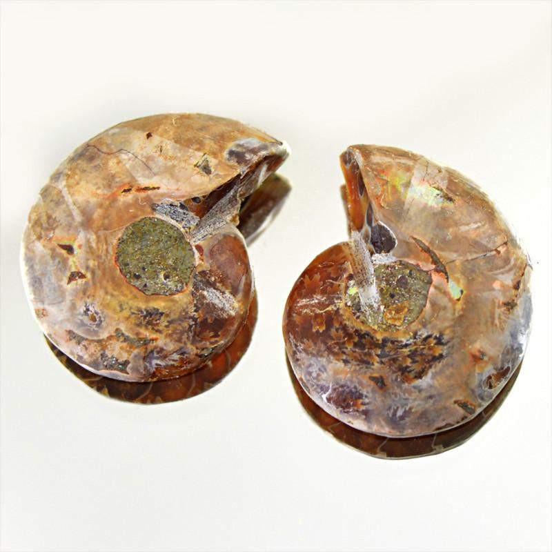 gemsmore:Natural Untreated Ammonite Loose Gemstone Pair gemsmore:Natural Untreated Ammonite Loose Gemstone Pair