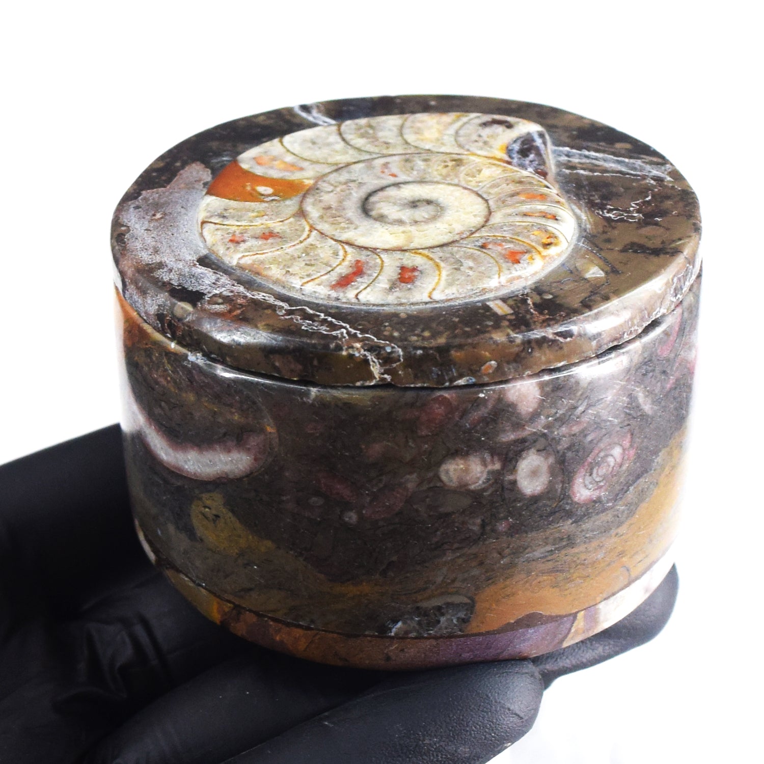 Confounding 1147.00 Cts Genuine Orthoceras Crystal Specimen Round Shape Box