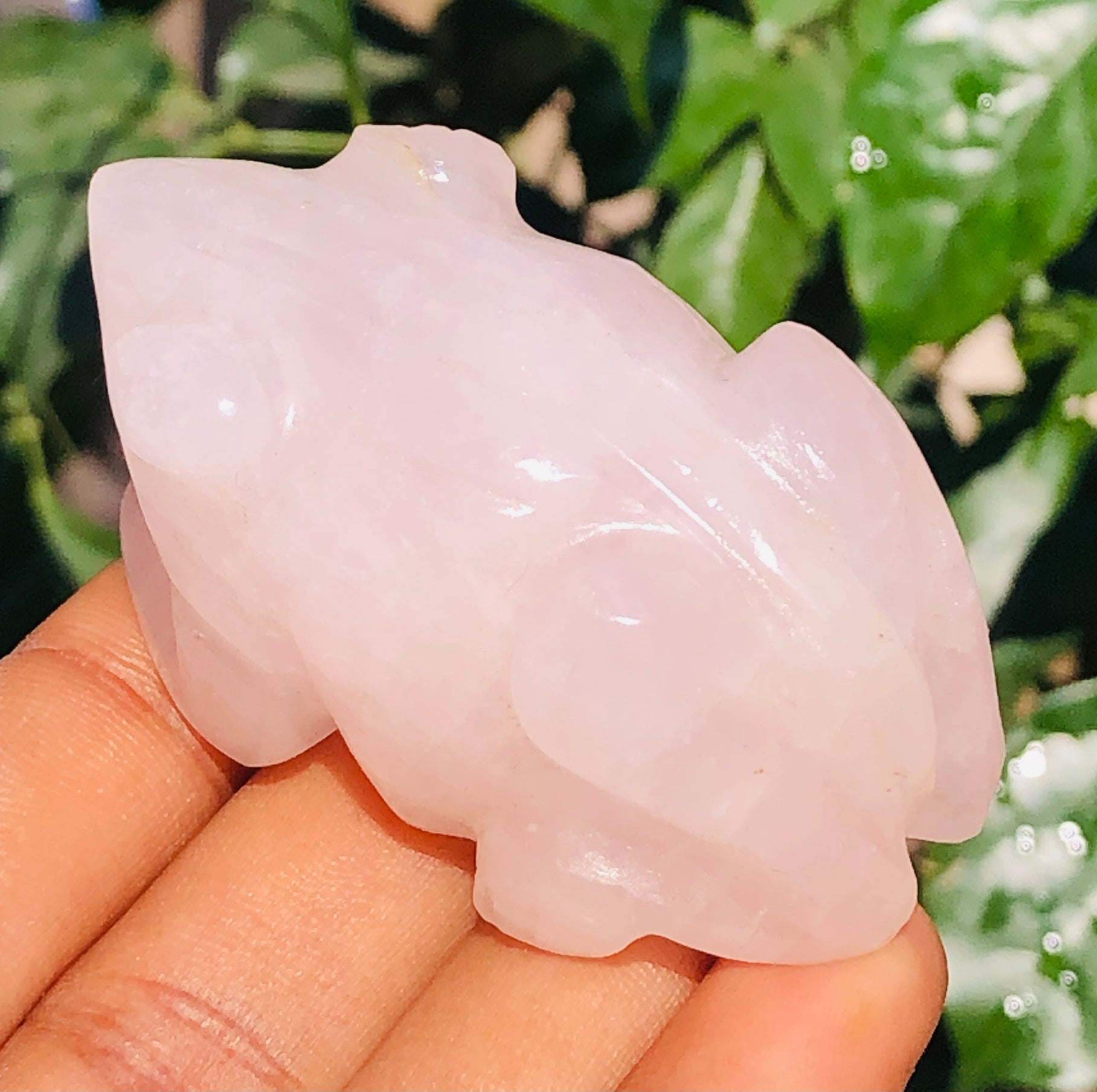 Beautiful 357.00 Cts Genuine Rose Quartz Hand Carved Premium Crystal Frog