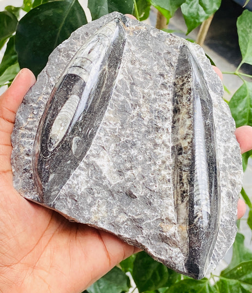 Genuine 2970.00 Carats Orthoceras Fo_ss_il Crystal Specimen Gemstone