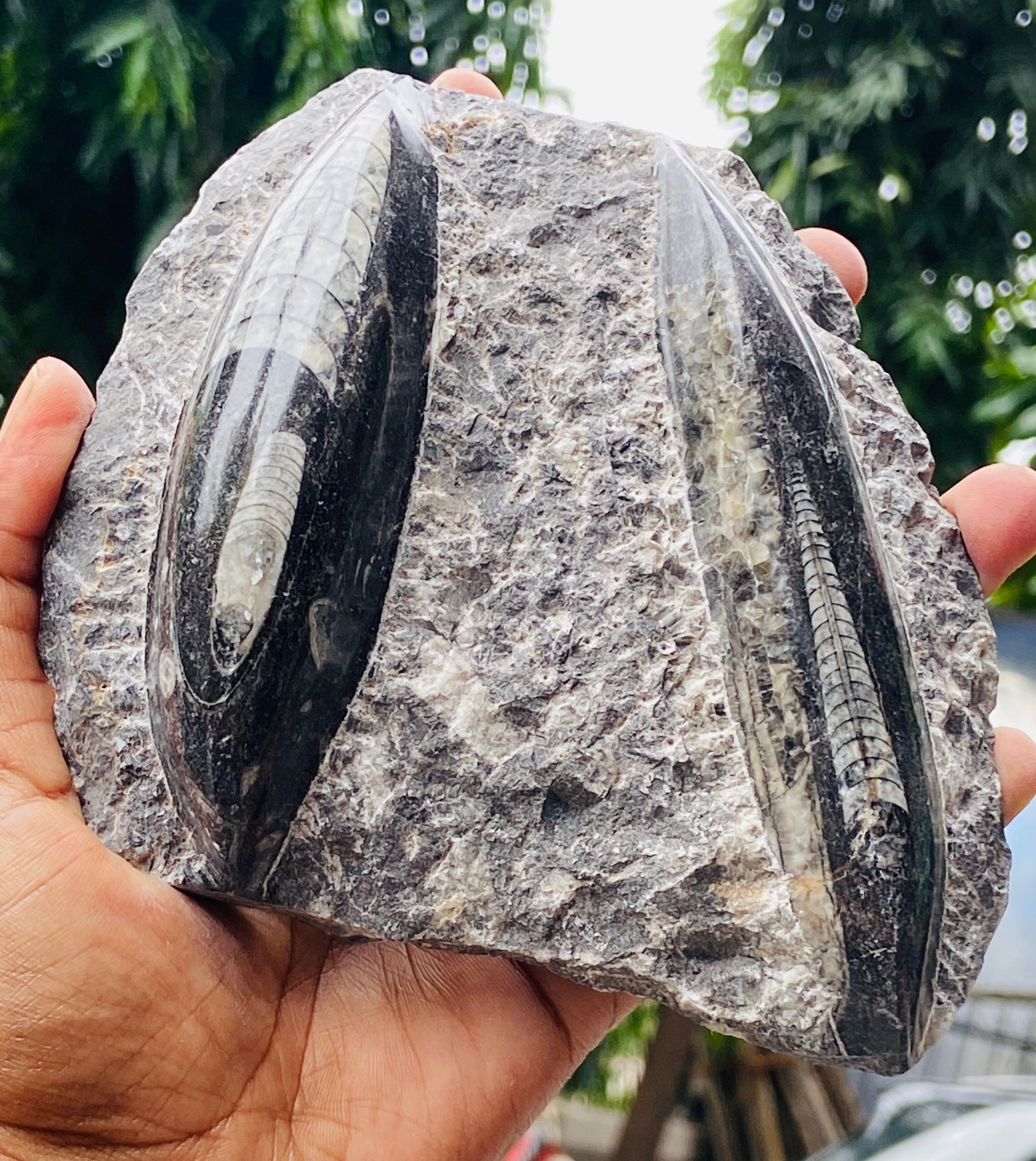 Genuine 2970.00 Carats Orthoceras Fo_ss_il Crystal Specimen Gemstone
