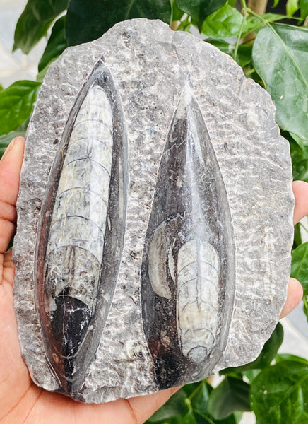 Genuine 2421.00 Carats Orthoceras Fo_ss_il Crystal Specimen Gemstone