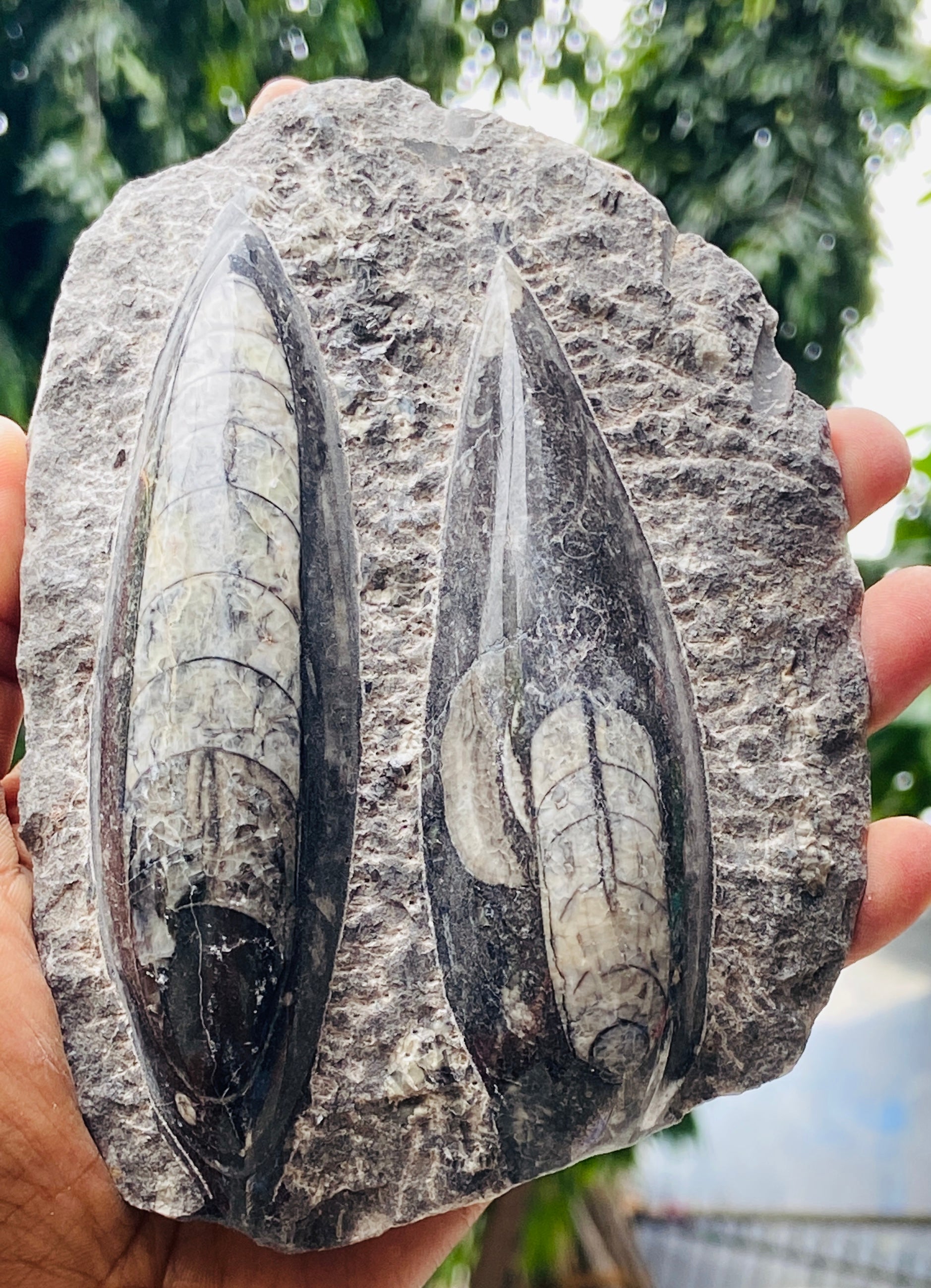 Genuine 2421.00 Carats Orthoceras Fo_ss_il Crystal Specimen Gemstone