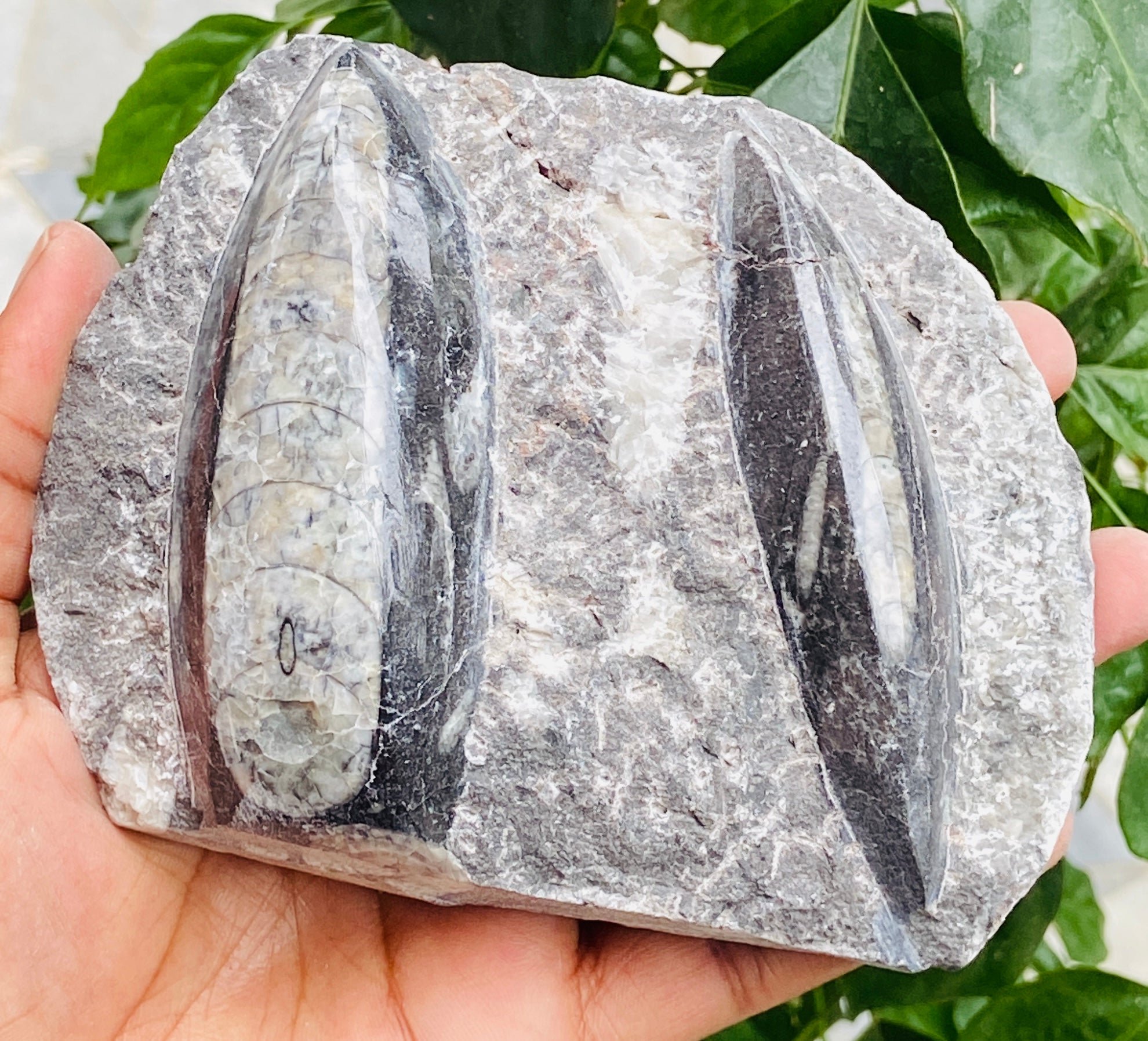 Genuine 2090.00 Carats Orthoceras Fo_ss_il Crystal Specimen Gemstone