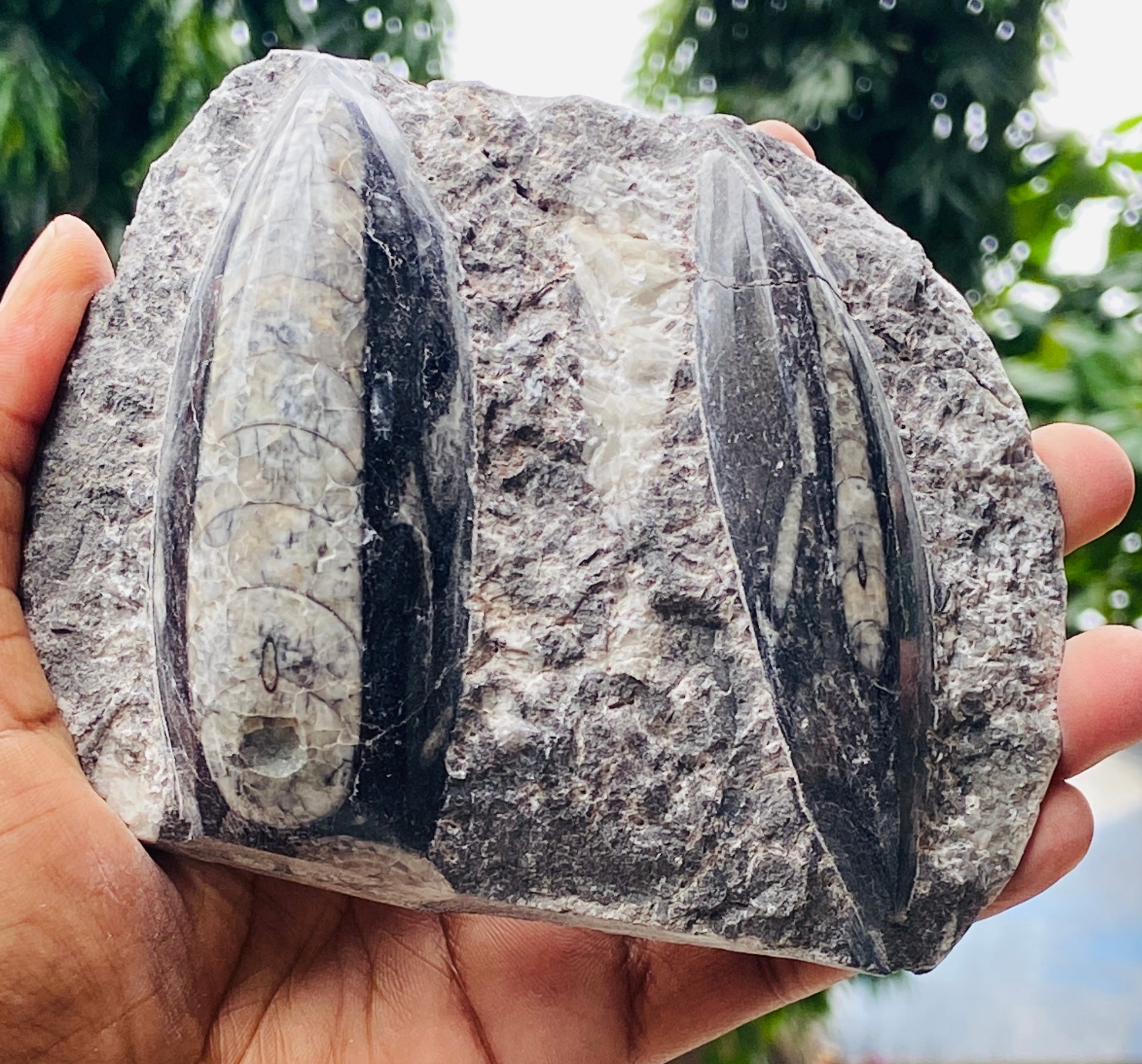 Genuine 2090.00 Carats Orthoceras Fo_ss_il Crystal Specimen Gemstone