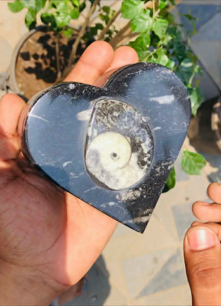 Morbid 1132.00 Cts Genuine Orthoceras Crystal Specimen Round Shape Box