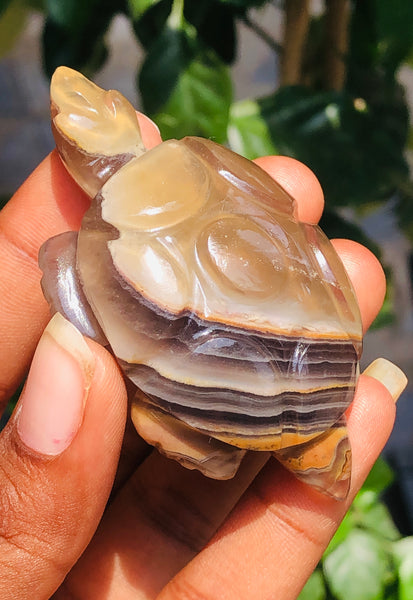 Amazing 277.00 Cts Genuine Agate Hand Carved Premium Crystal Turtle 2026  Collection