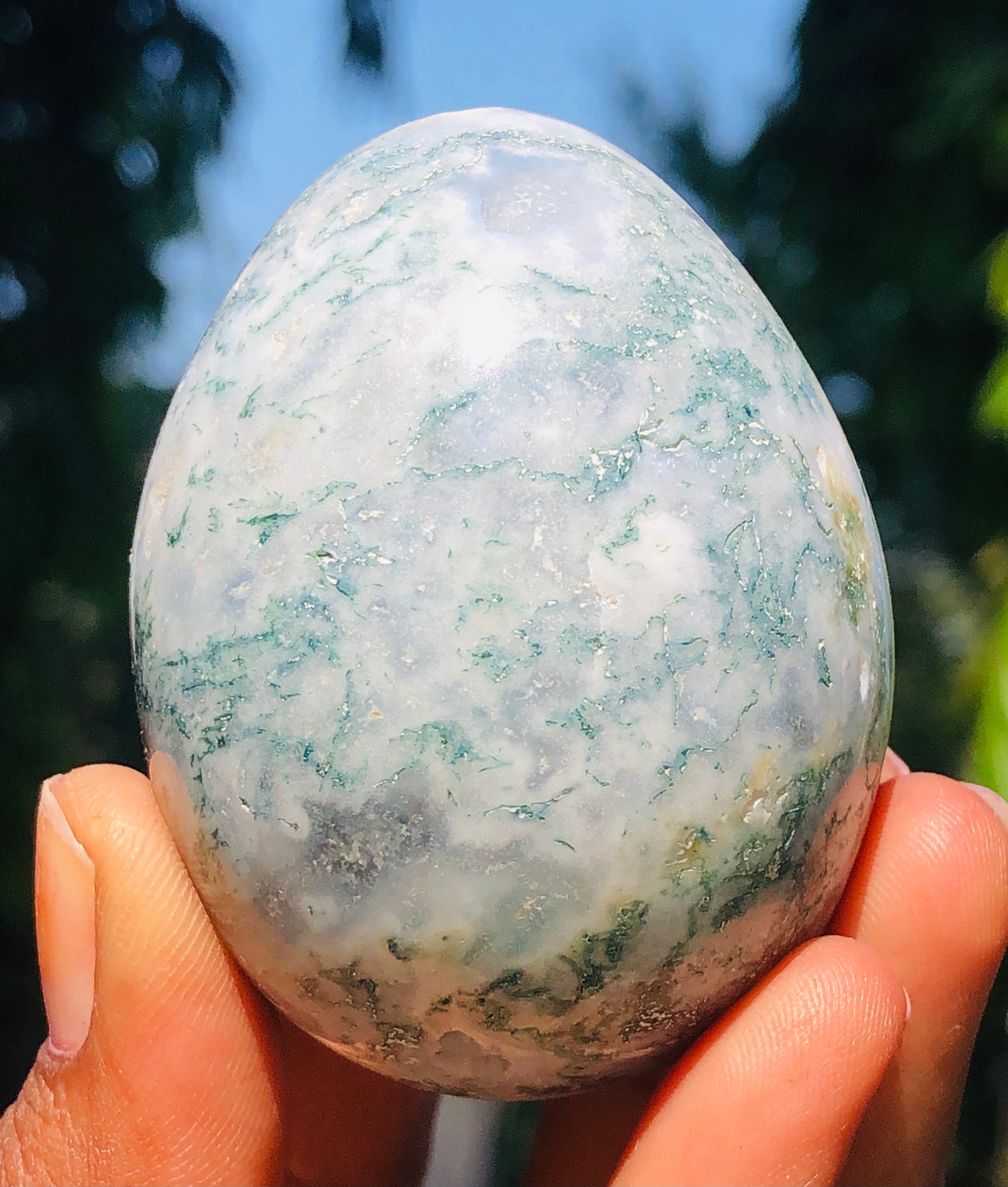 Natural 664.00 Cts Genuine Tree Agate Healing Crystal Specimen Premium Egg