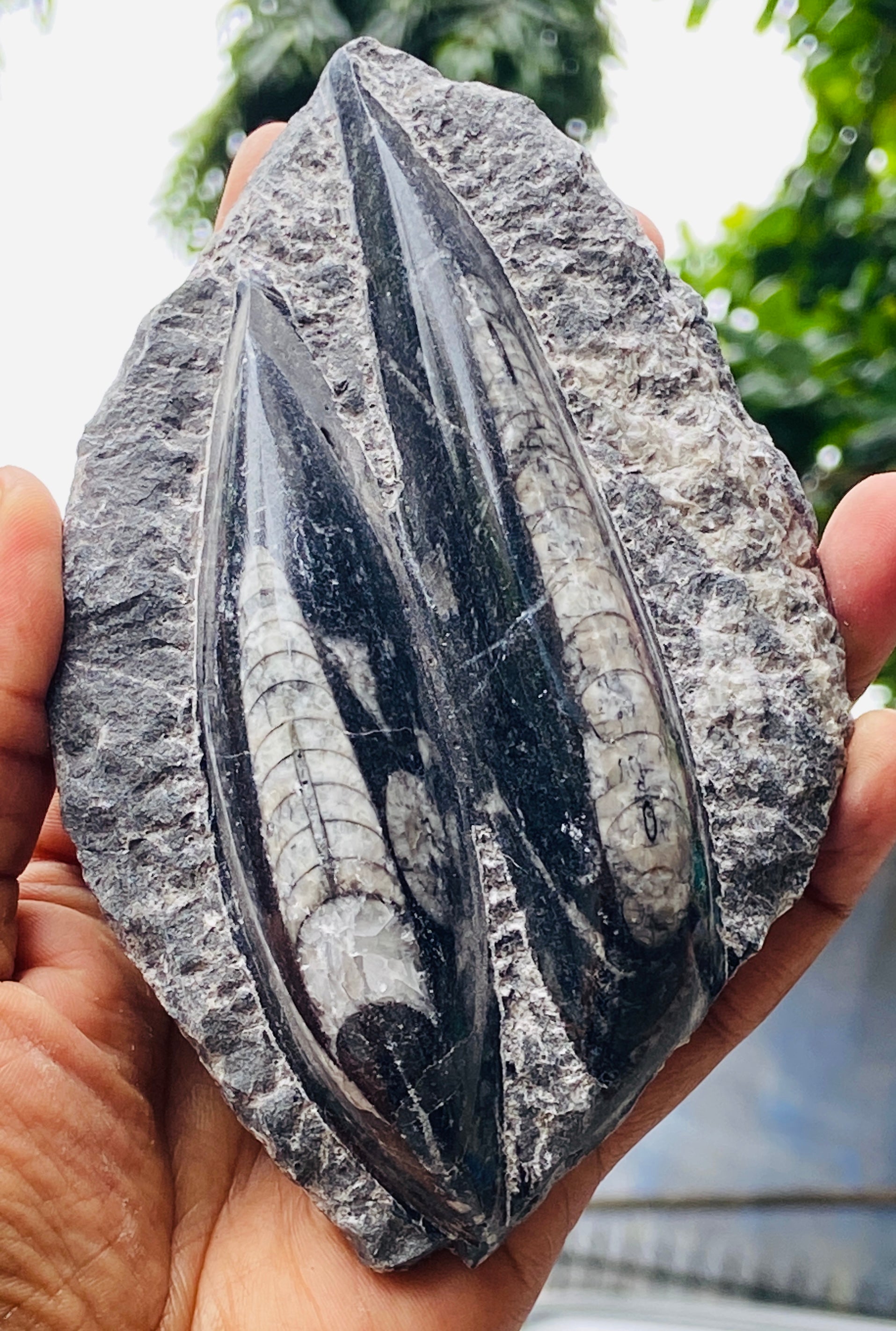 Genuine 1544.00 Carats Orthoceras Fo_ss_il Crystal Specimen Gemstone
