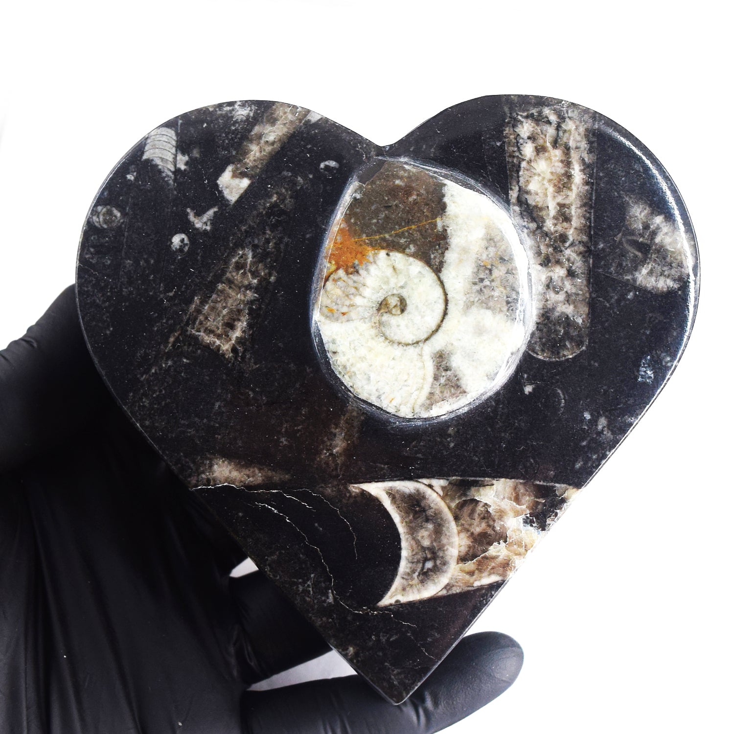 Charming 2069.00 Cts Genuine Orthoceras Crystal Specimen Heart Shape Box