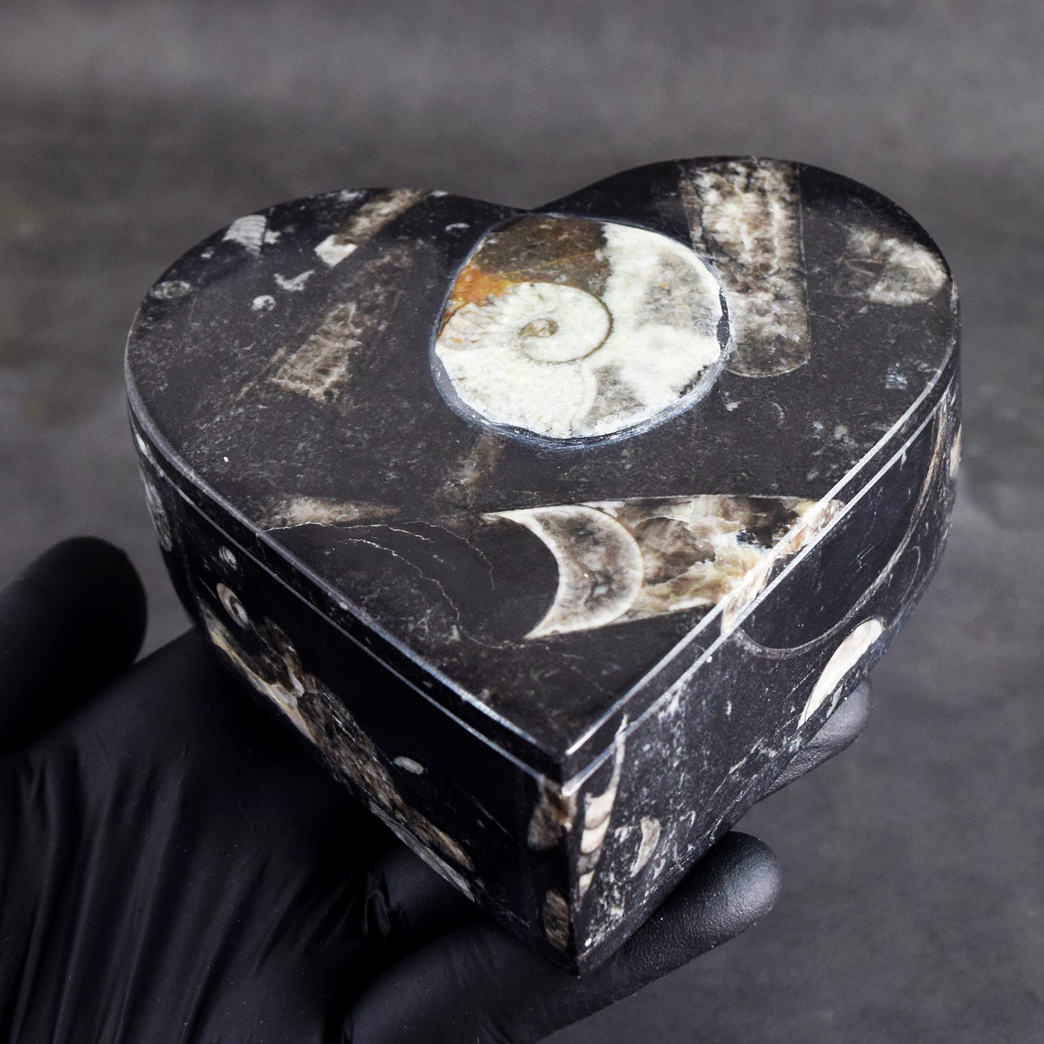 Charming 2069.00 Cts Genuine Orthoceras Crystal Specimen Heart Shape Box