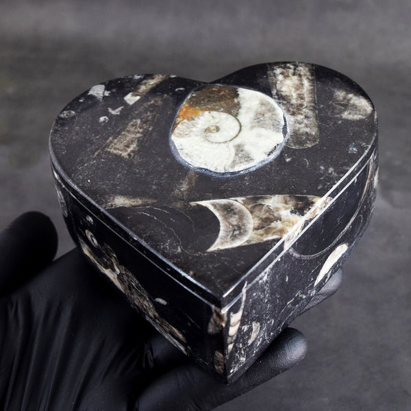 Charming 2069.00 Cts Genuine Orthoceras Crystal Specimen Heart Shape Box