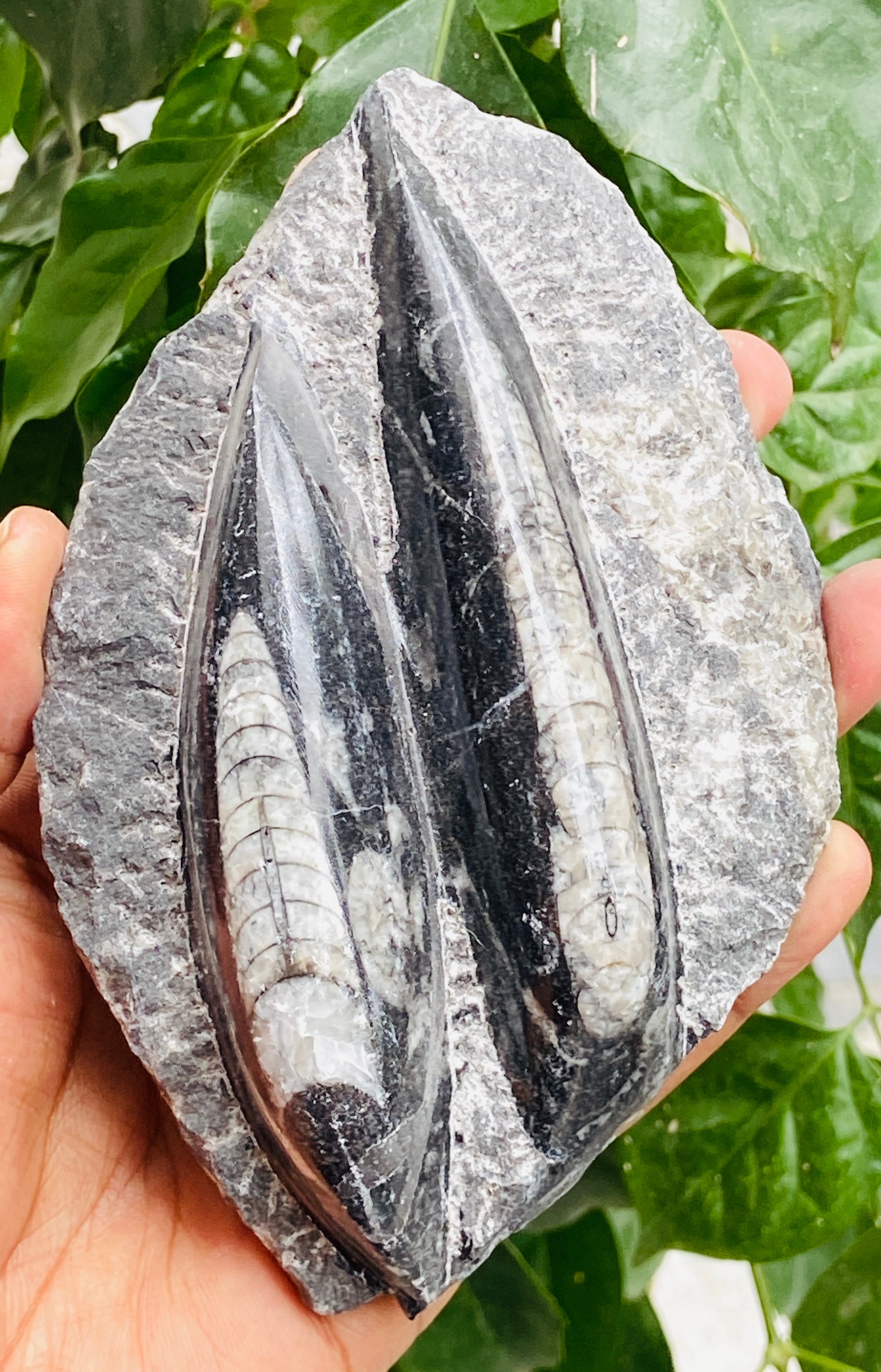 Genuine 1544.00 Carats Orthoceras Fo_ss_il Crystal Specimen Gemstone