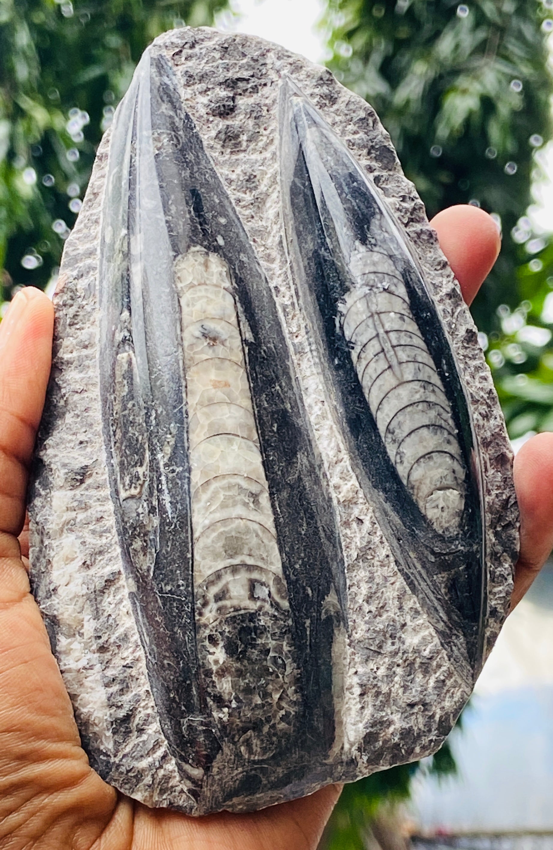 Genuine 1680.00 Carats Orthoceras Fo_ss_il Crystal Specimen Gemstone