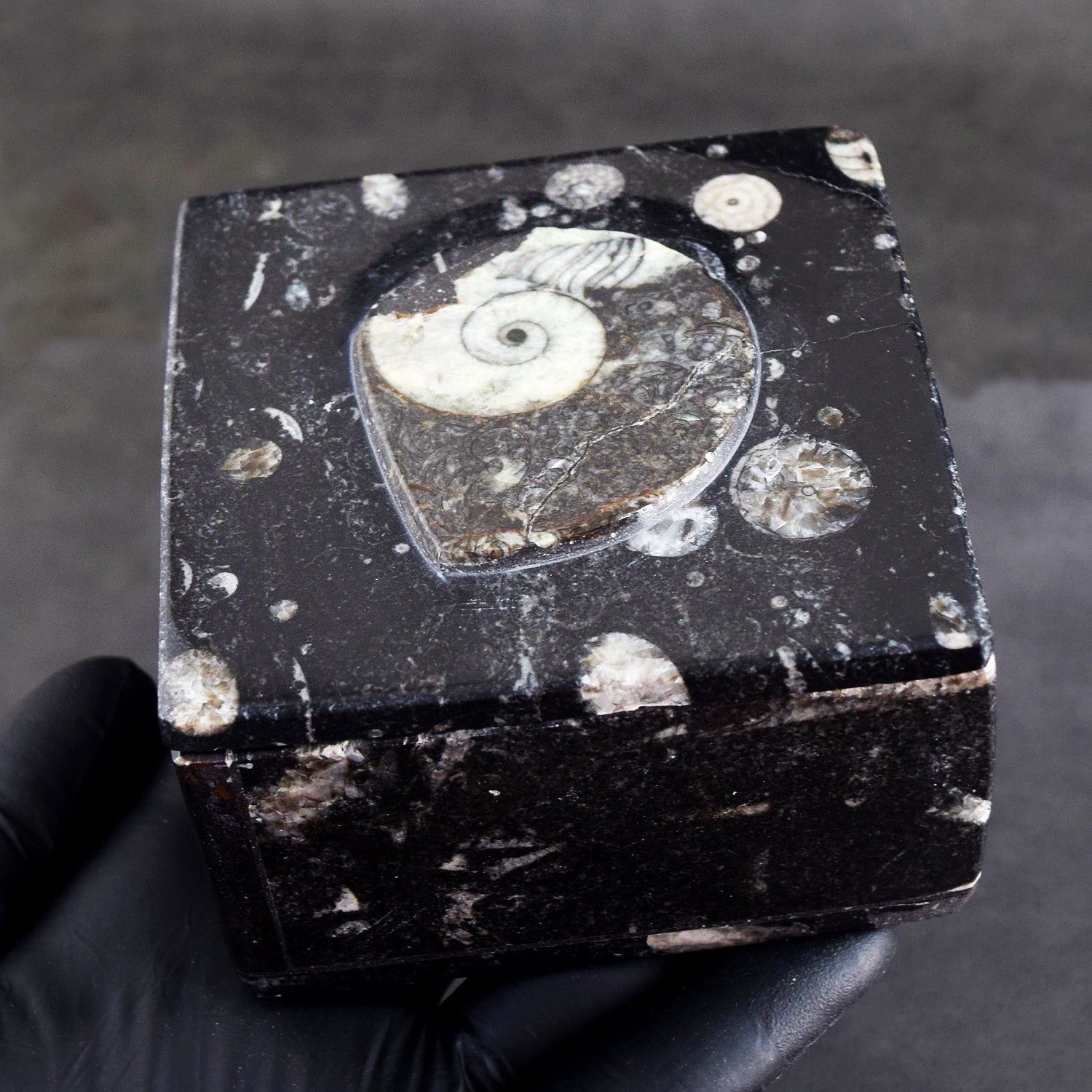 Admirable 2263.00 Cts Genuine Orthoceras Crystal Specimen Square Shape Box