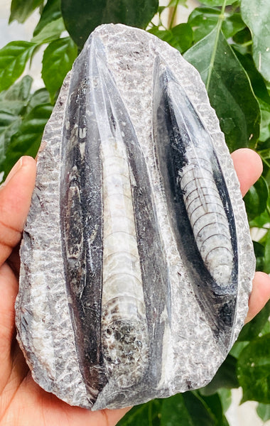 Genuine 1680.00 Carats Orthoceras Fo_ss_il Crystal Specimen Gemstone