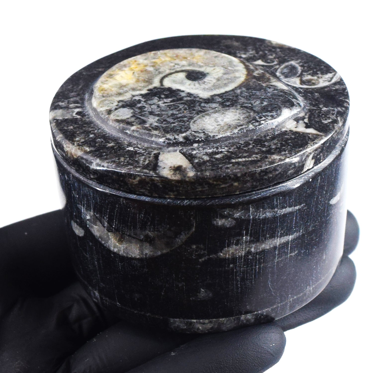 World Class Amazing 980.00 Cts Genuine Orthoceras Crystal Specimen Round Shape Box