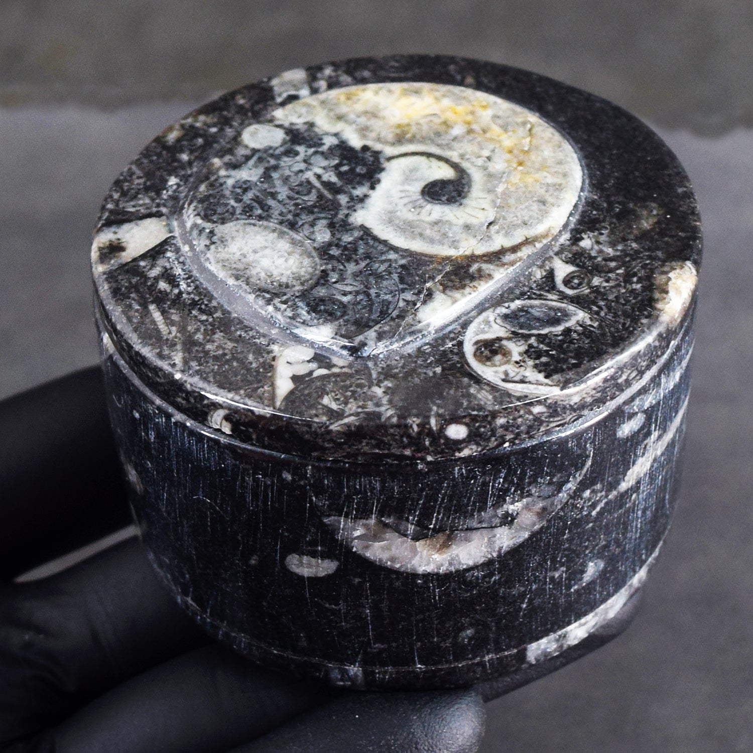 World Class Amazing 980.00 Cts Genuine Orthoceras Crystal Specimen Round Shape Box