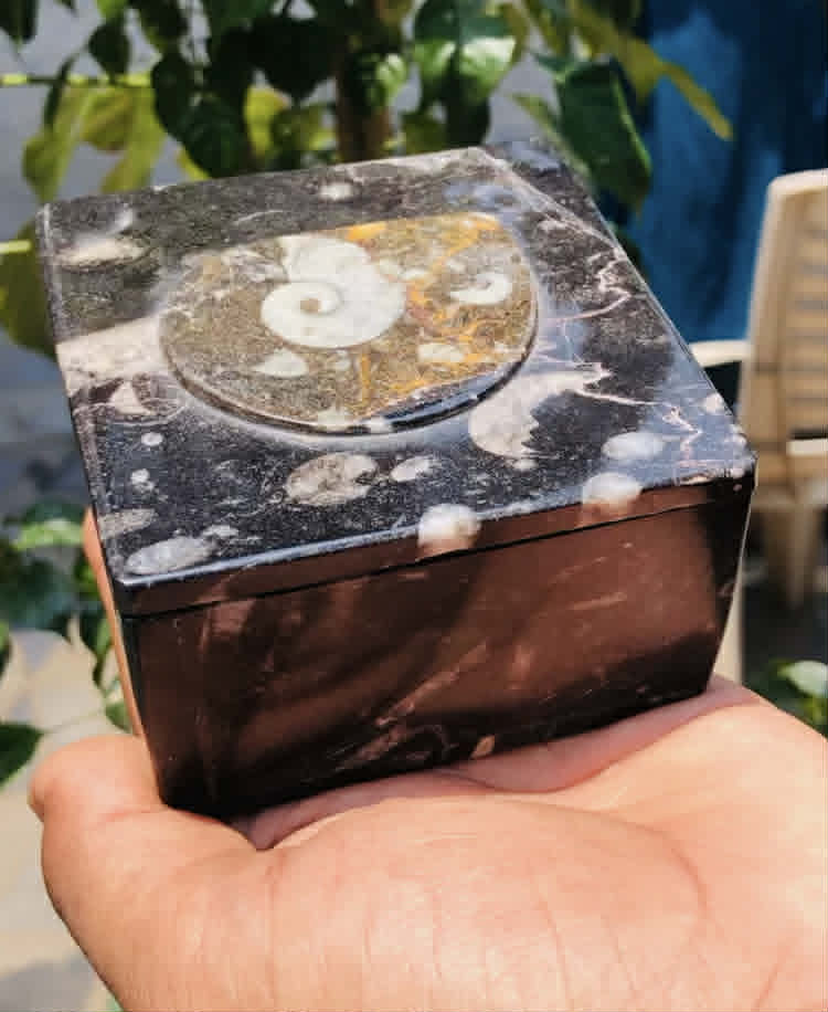 Lovely 2283.00 Cts Genuine Orthoceras Crystal Specimen Square Shape Box