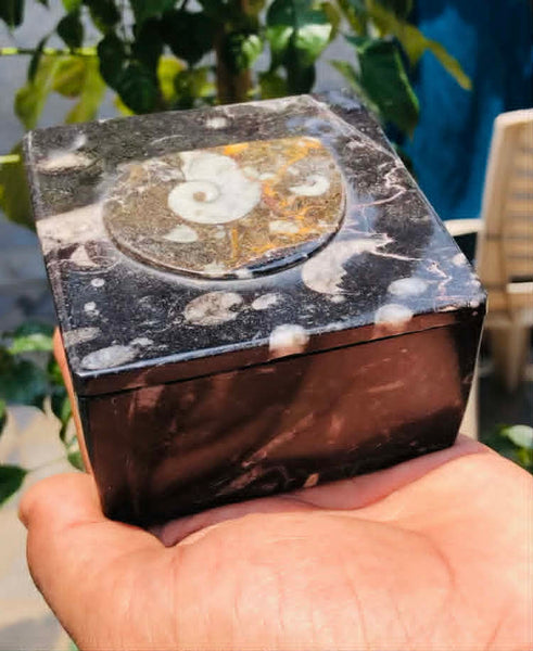 Lovely 2283.00 Cts Genuine Orthoceras Crystal Specimen Square Shape Box