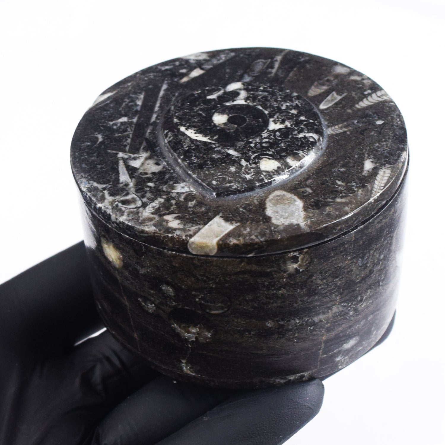 Morbid 1093.00 Cts Genuine Orthoceras Crystal Specimen Round Shape Box