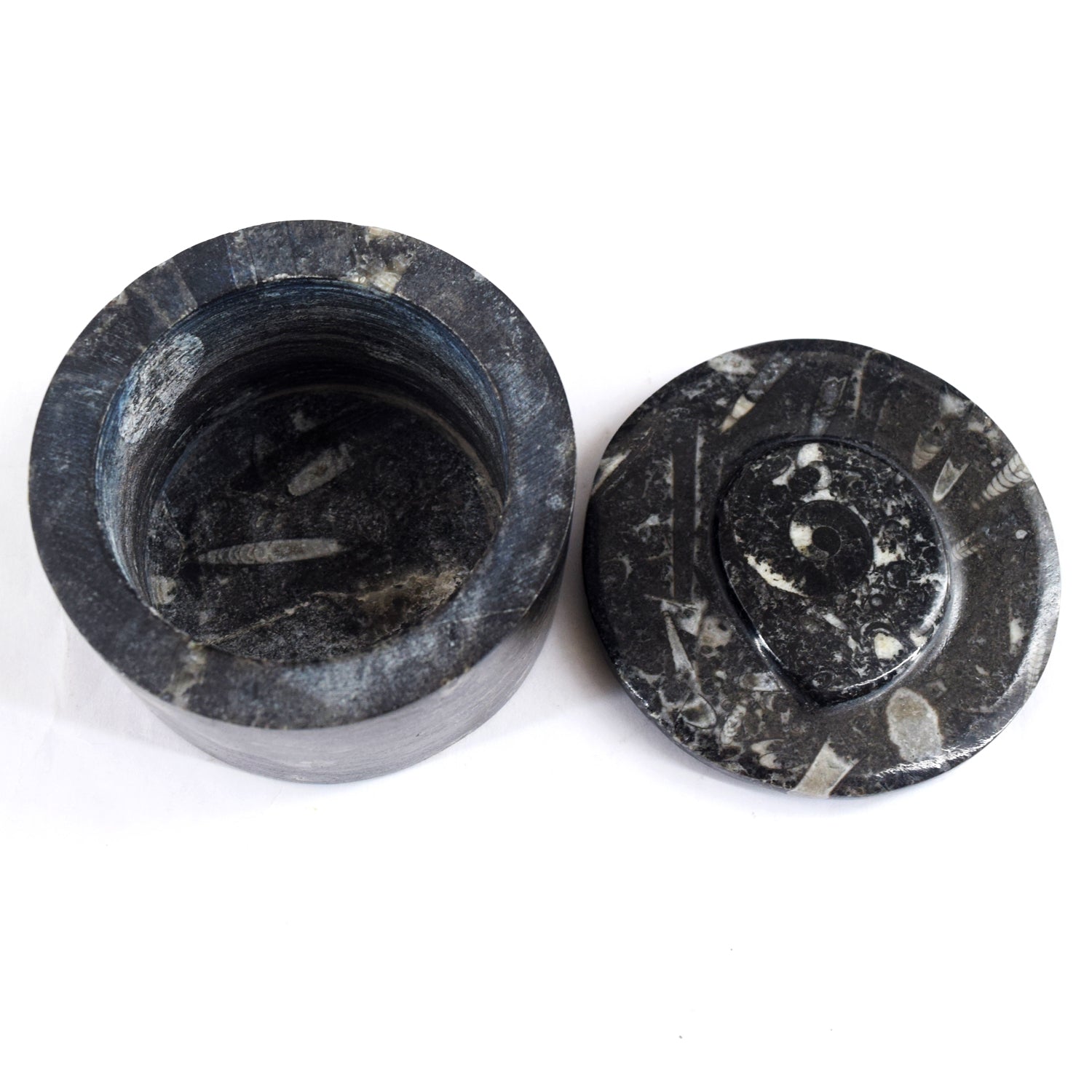 Morbid 1093.00 Cts Genuine Orthoceras Crystal Specimen Round Shape Box