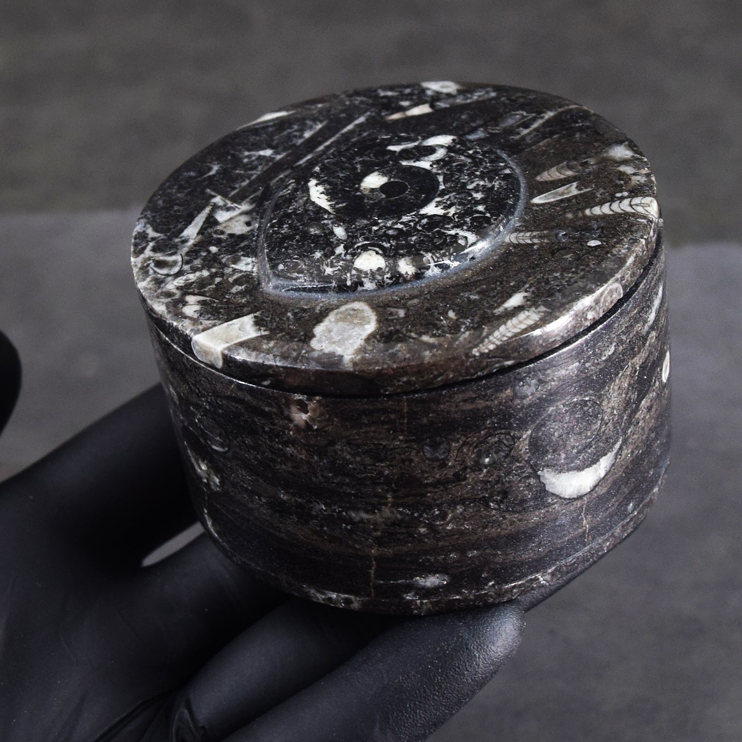 Morbid 1093.00 Cts Genuine Orthoceras Crystal Specimen Round Shape Box