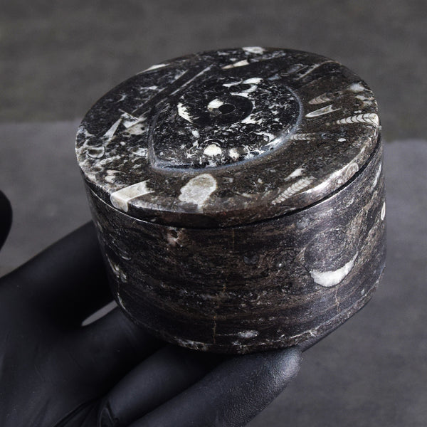 Morbid 1093.00 Cts Genuine Orthoceras Crystal Specimen Round Shape Box