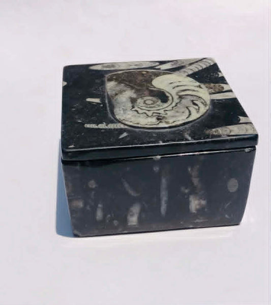 World Class Amazing 992.00 Cts Genuine Orthoceras Crystal Specimen Round Shape Box