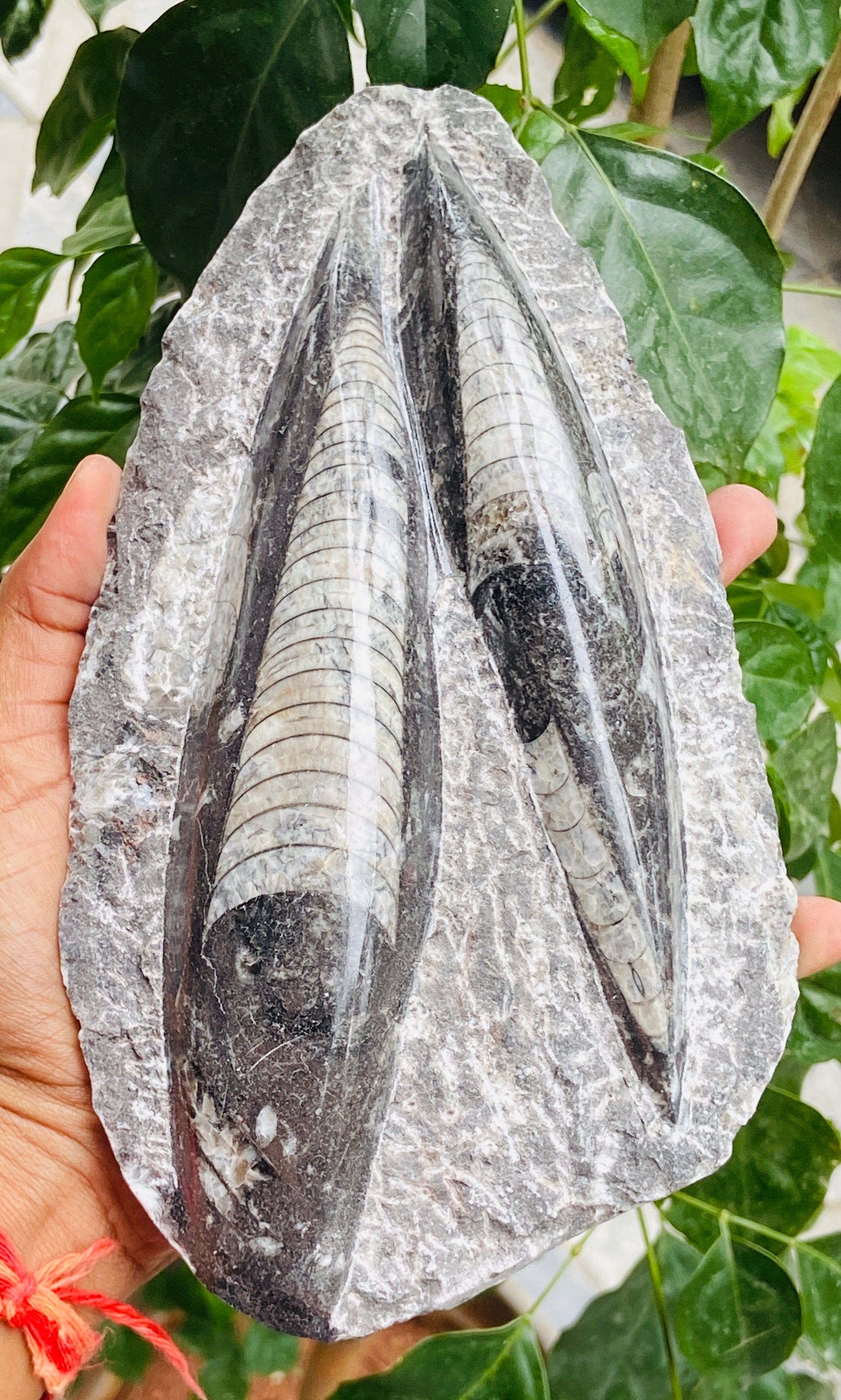 Genuine 4675.00 Carats Orthoceras Fo_ss_il Crystal Specimen Gemstone