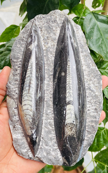 Genuine 2903.00 Carats Orthoceras Fo_ss_il Crystal Specimen Gemstone