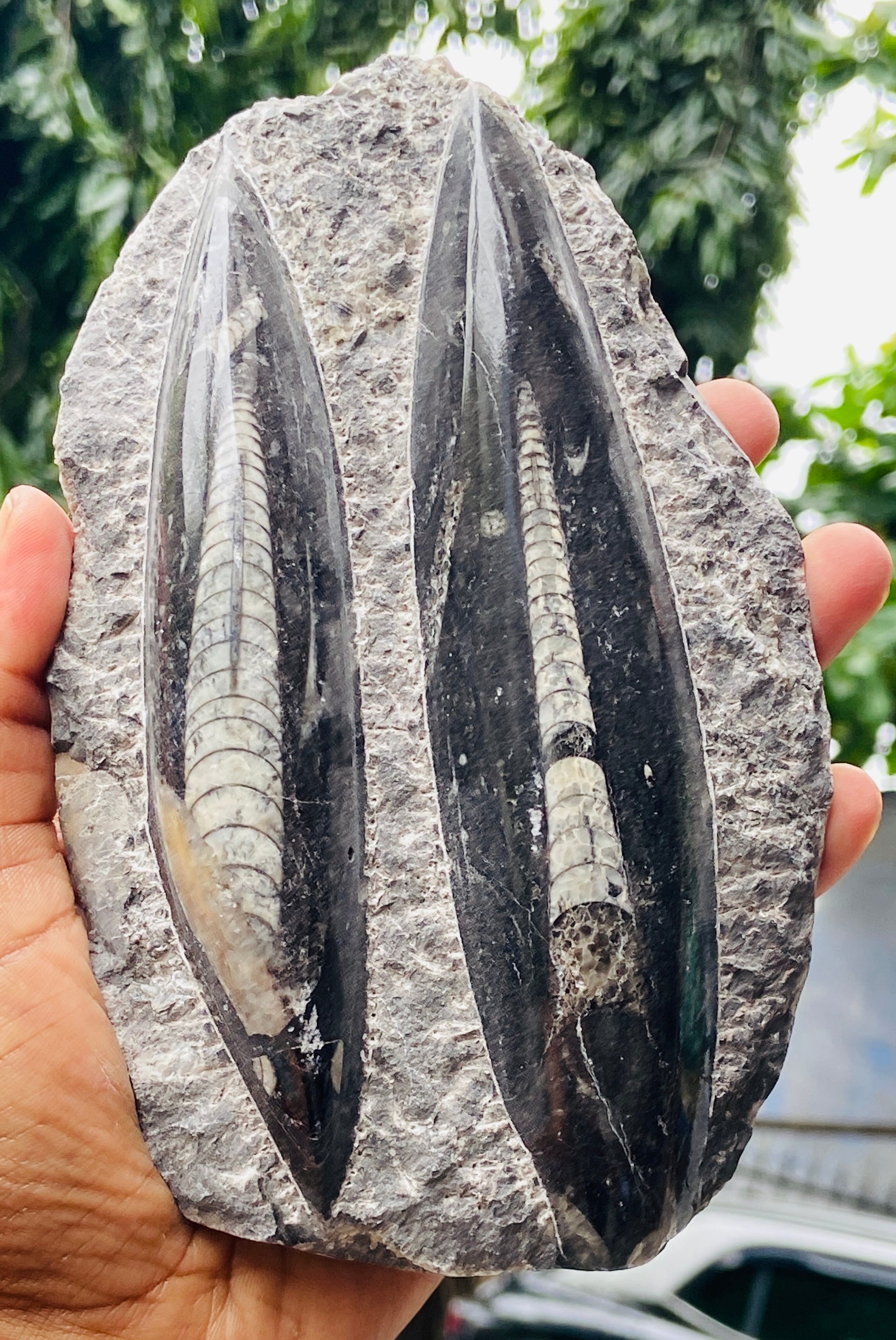 Genuine 2903.00 Carats Orthoceras Fo_ss_il Crystal Specimen Gemstone