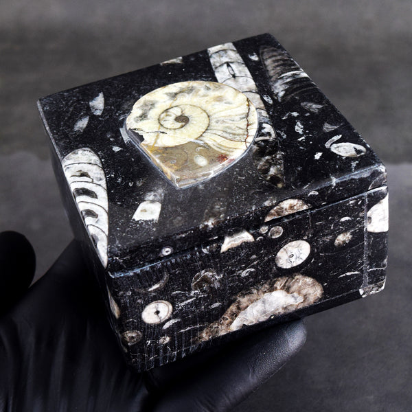 Top Quality Ever 2330.00 Cts Genuine Orthoceras Crystal Specimen Square Shape Box