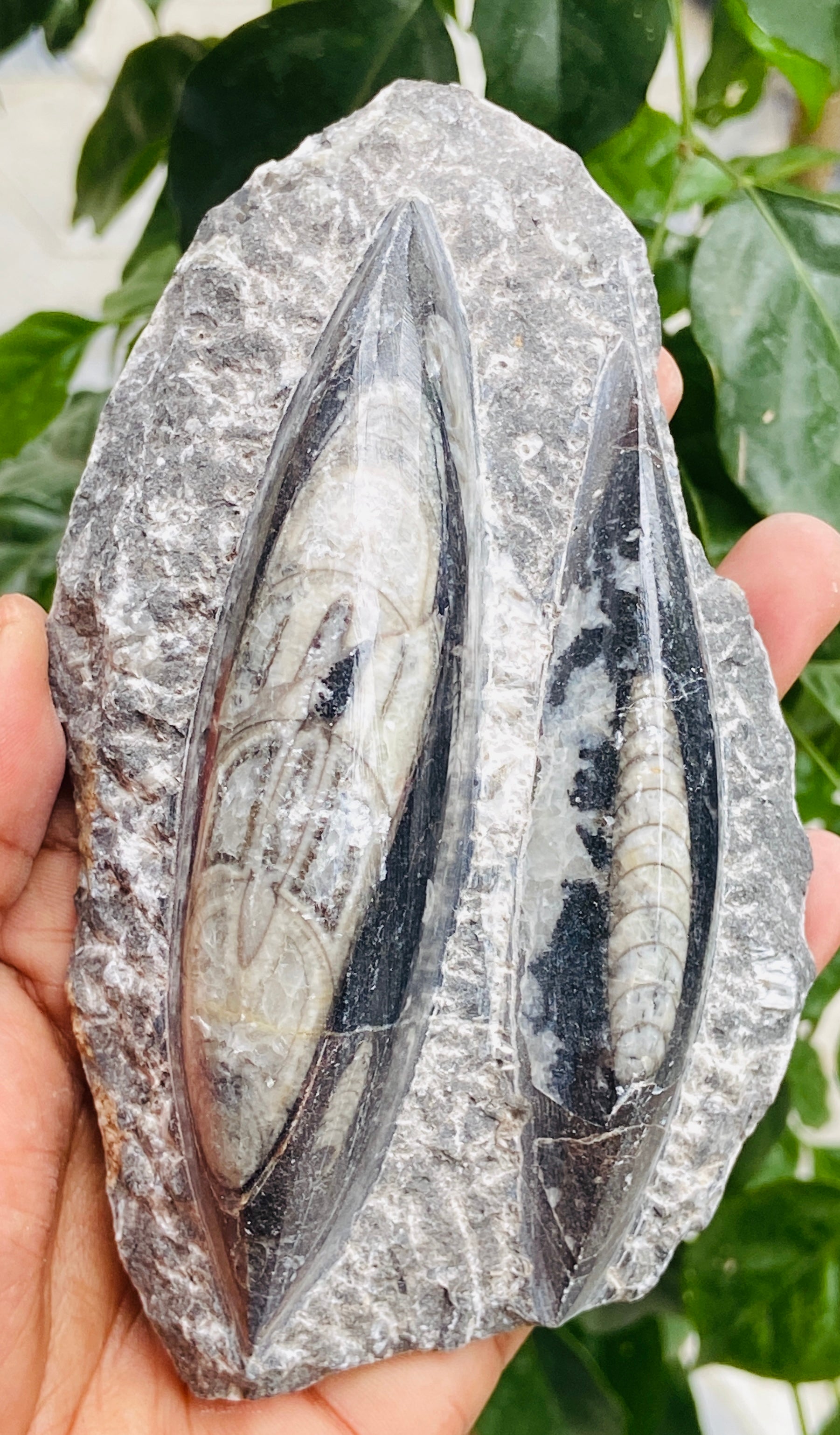 Genuine 1744.00 Carats Orthoceras Fo_ss_il Crystal Specimen Gemstone