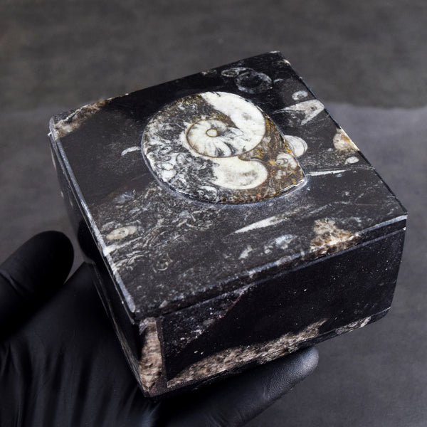 Magnificent 2292.00 Cts Genuine Orthoceras Crystal Specimen Square Shape Box