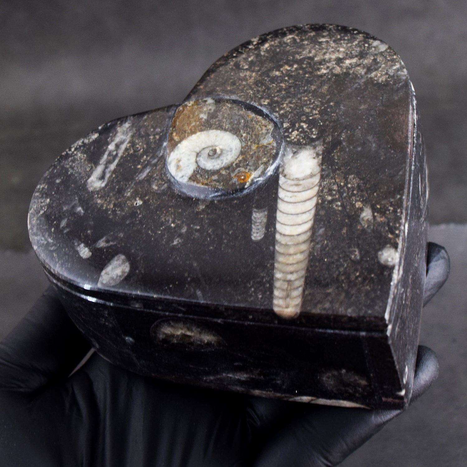 Sufficient 2126.00 Cts Genuine Orthoceras Crystal Specimen Heart Shape Box