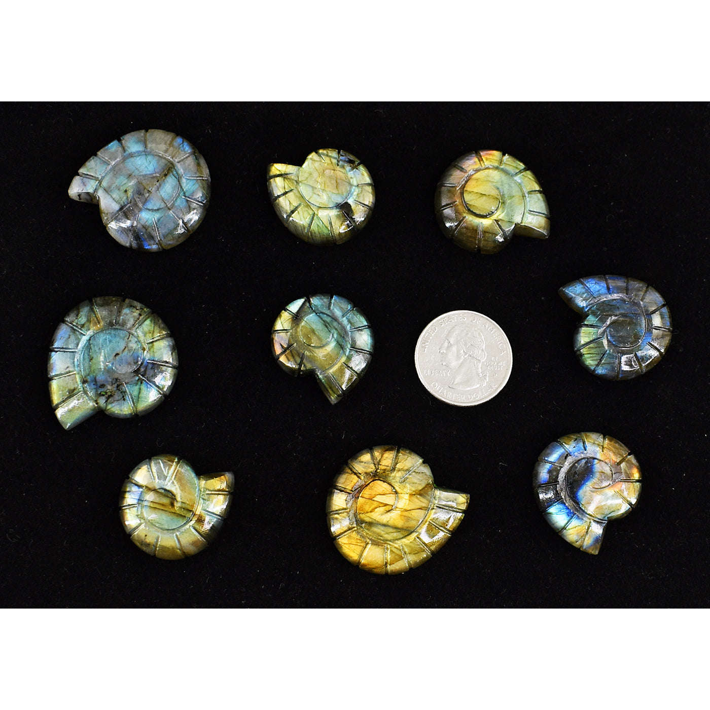 gemsmore:Amazing Flash Labradorite Untreated Carved Ammonite Gemstone Cabochon Lot