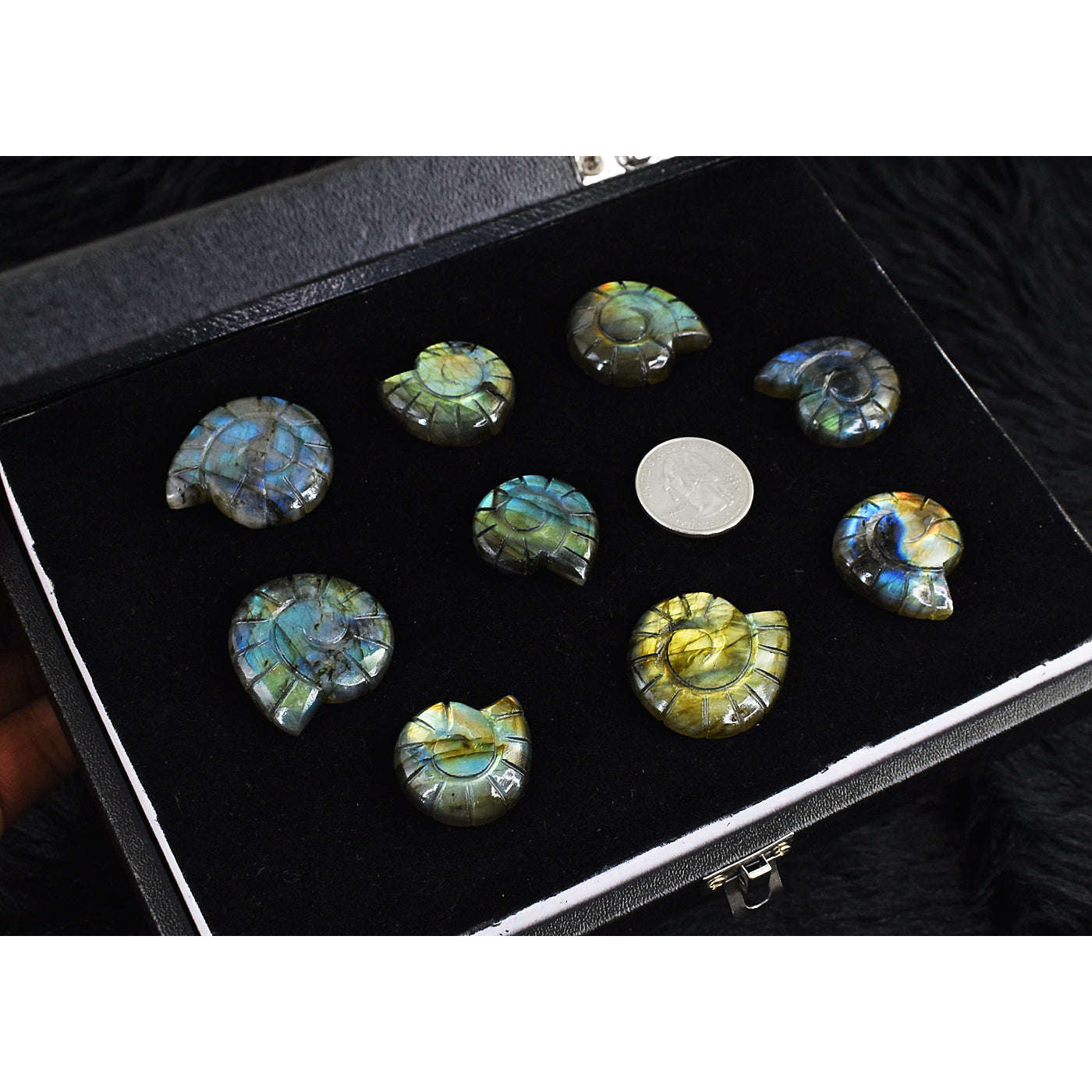 gemsmore:Amazing Flash Labradorite Untreated Carved Ammonite Gemstone Cabochon Lot